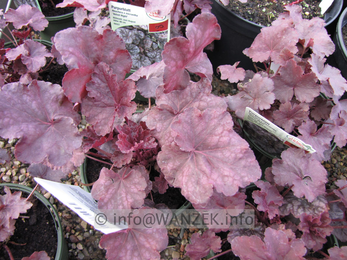 Heuchera Hybride Velvet Night 02.JPG